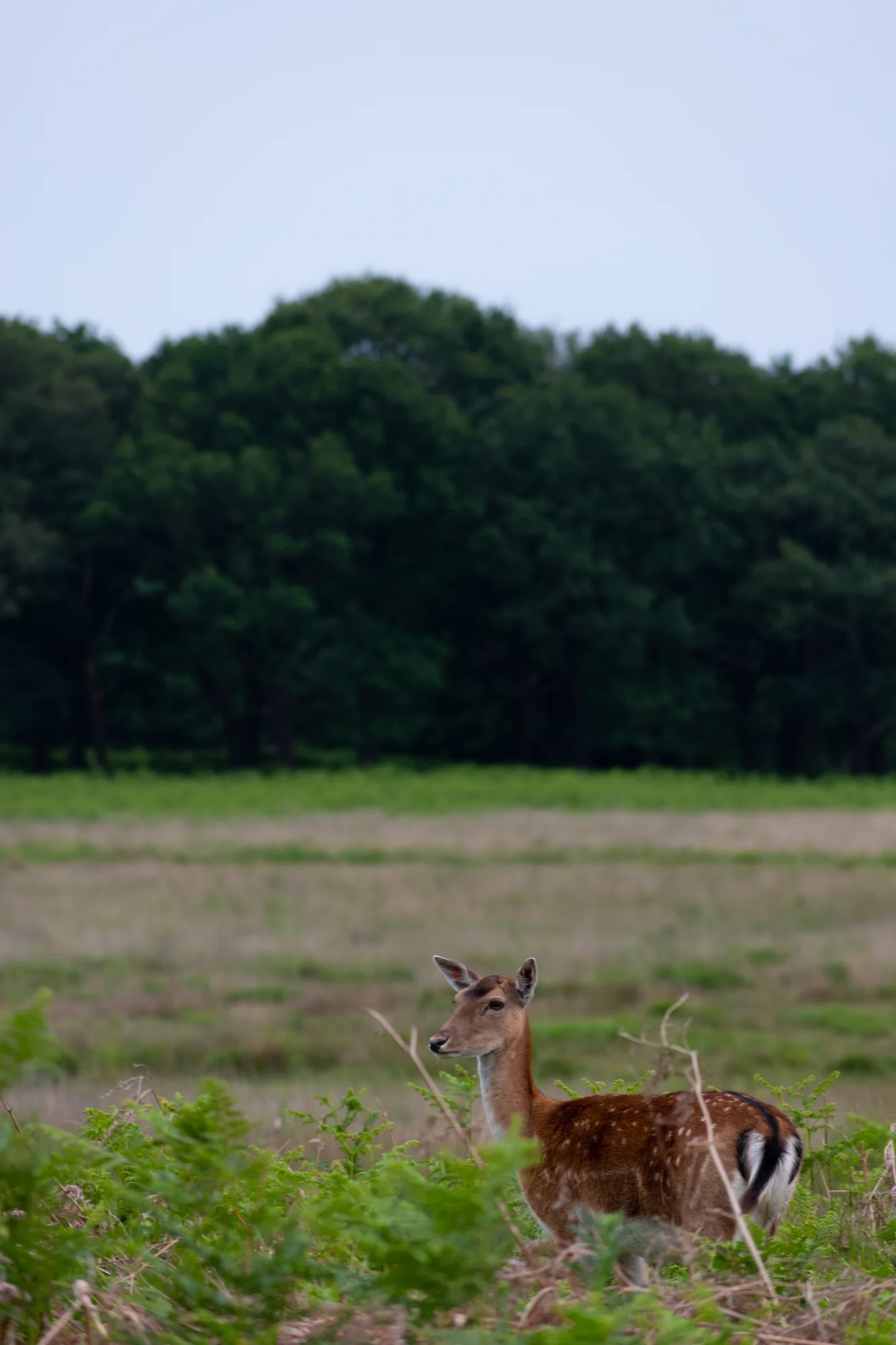 DSC_0520.jpg