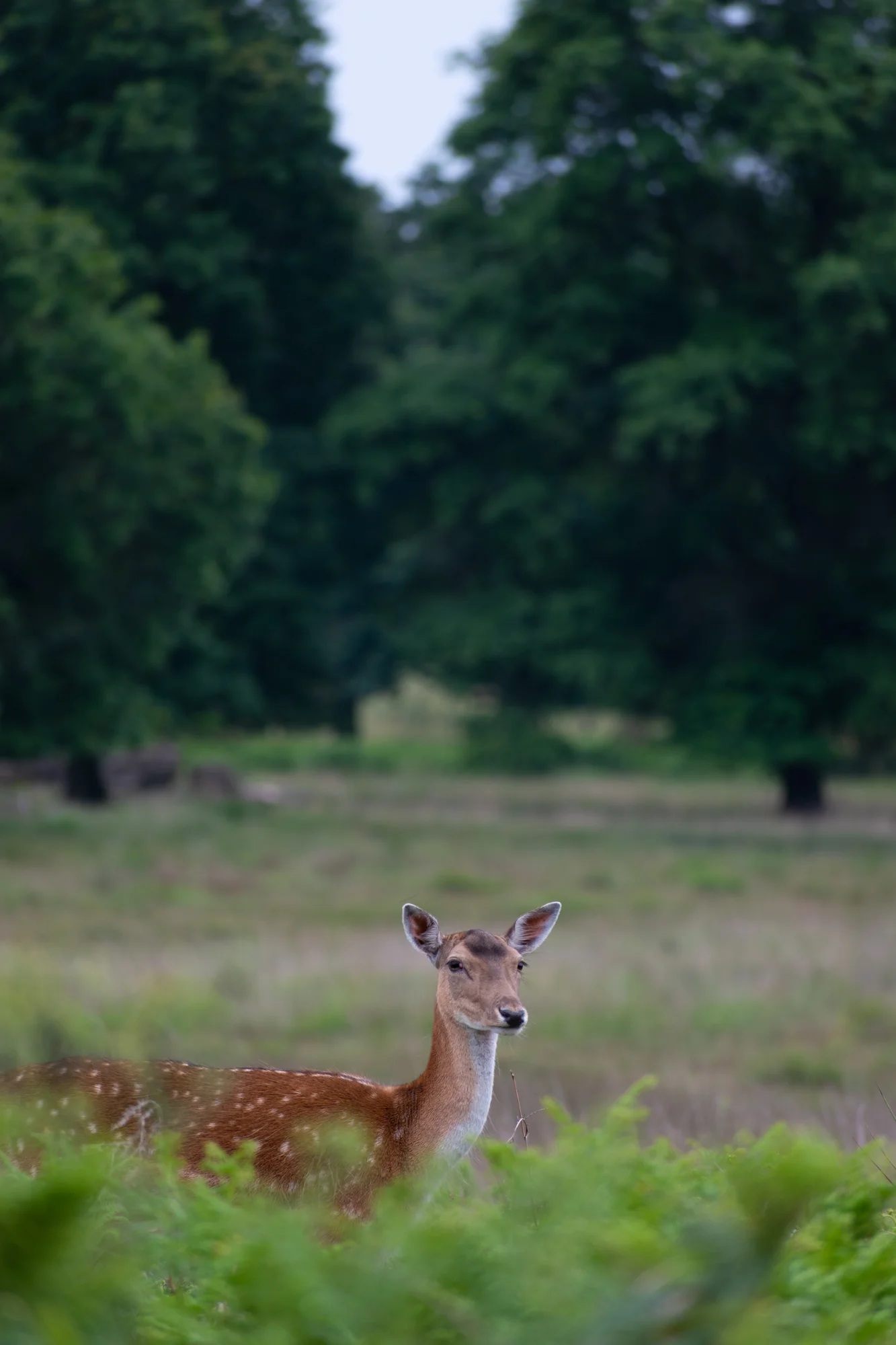 DSC_0514.jpg