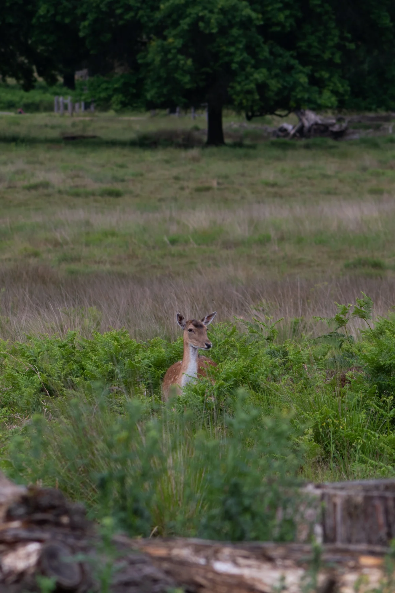 DSC_0488.jpg