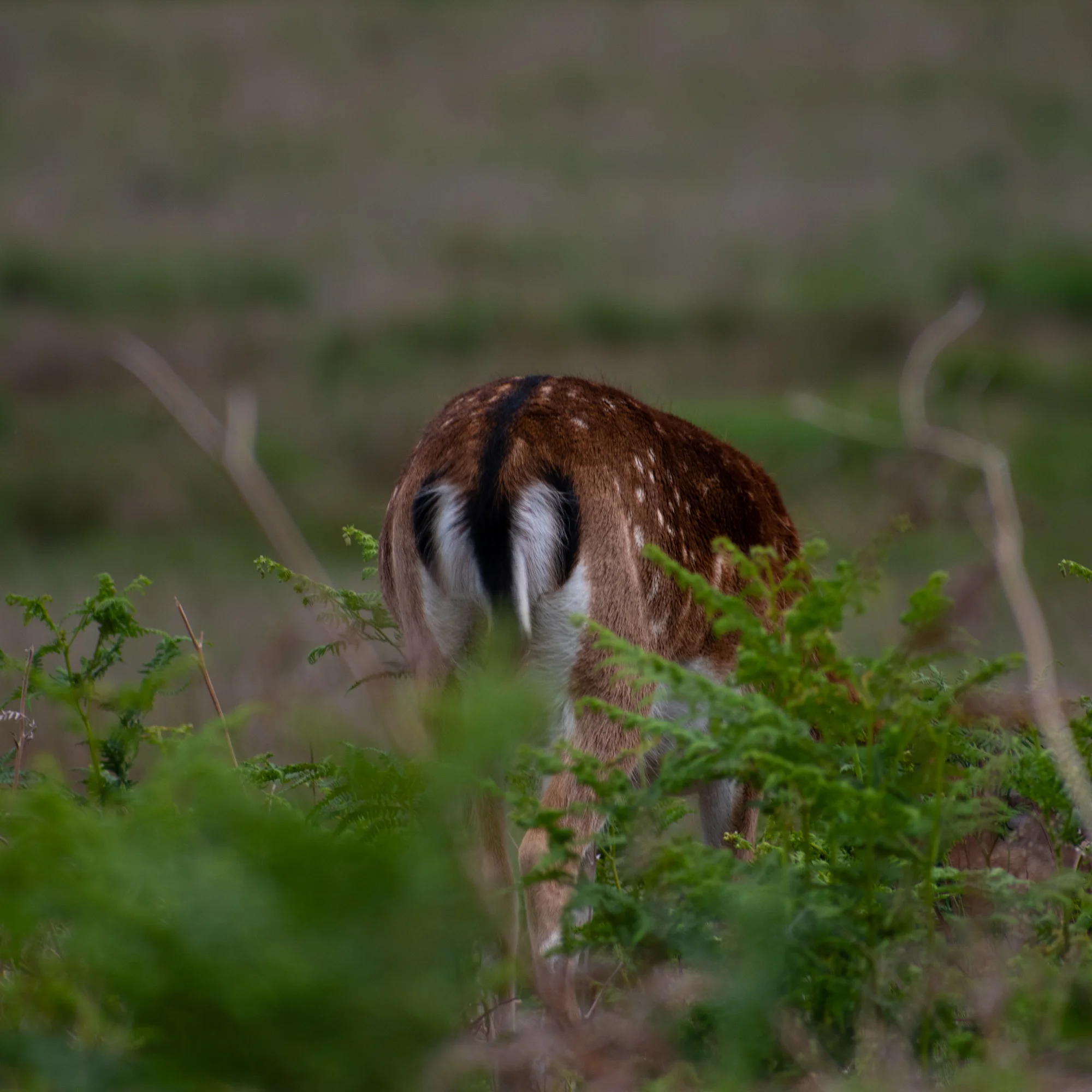 DSC_0523.jpg