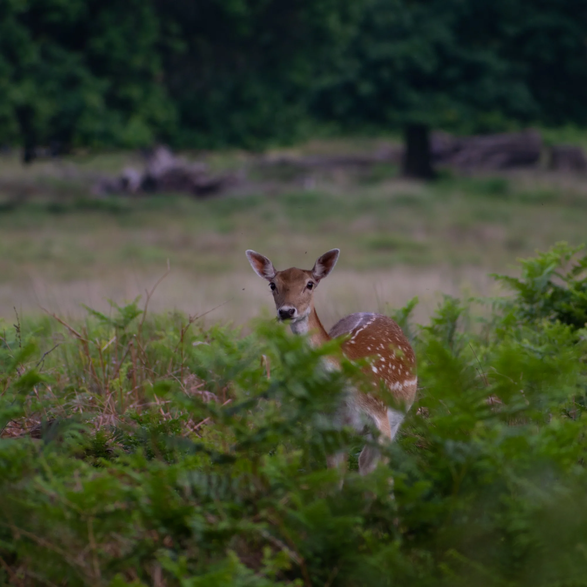 DSC_0446.jpg
