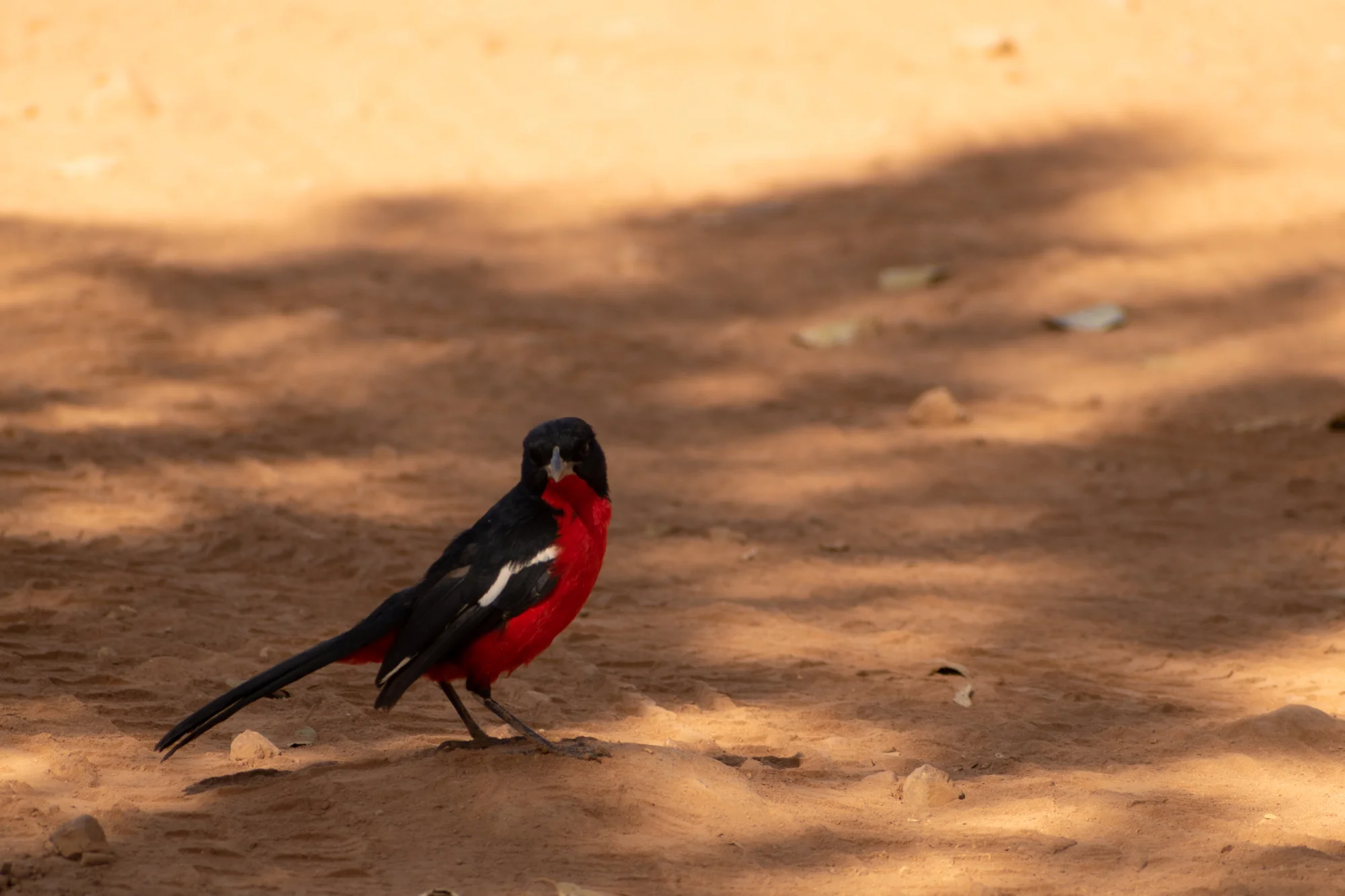 DSC_0231.jpg