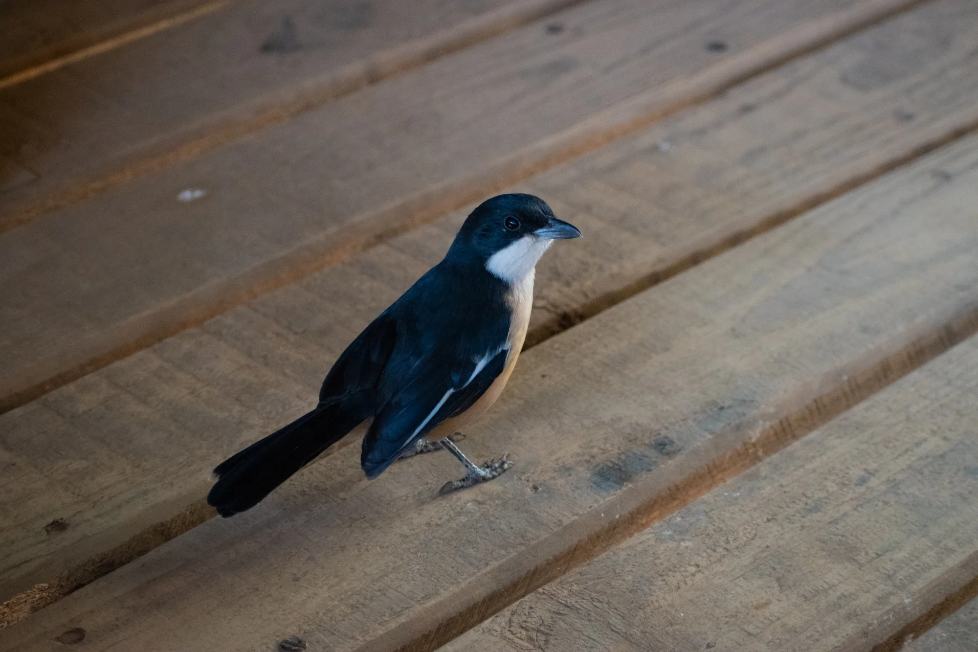 DSC_0540.jpg