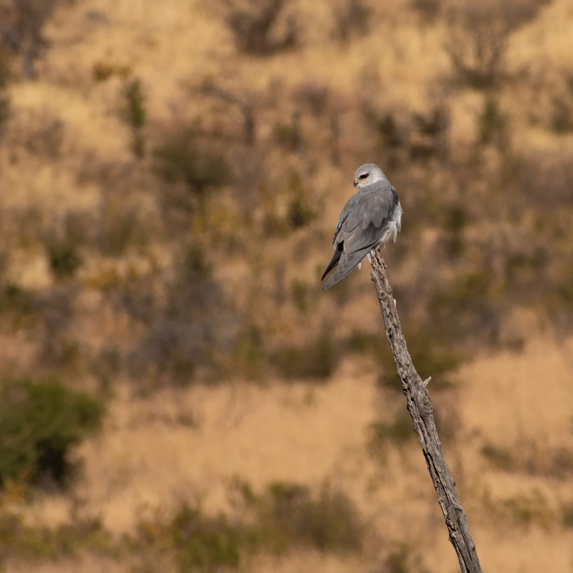 DSC_0593.jpg