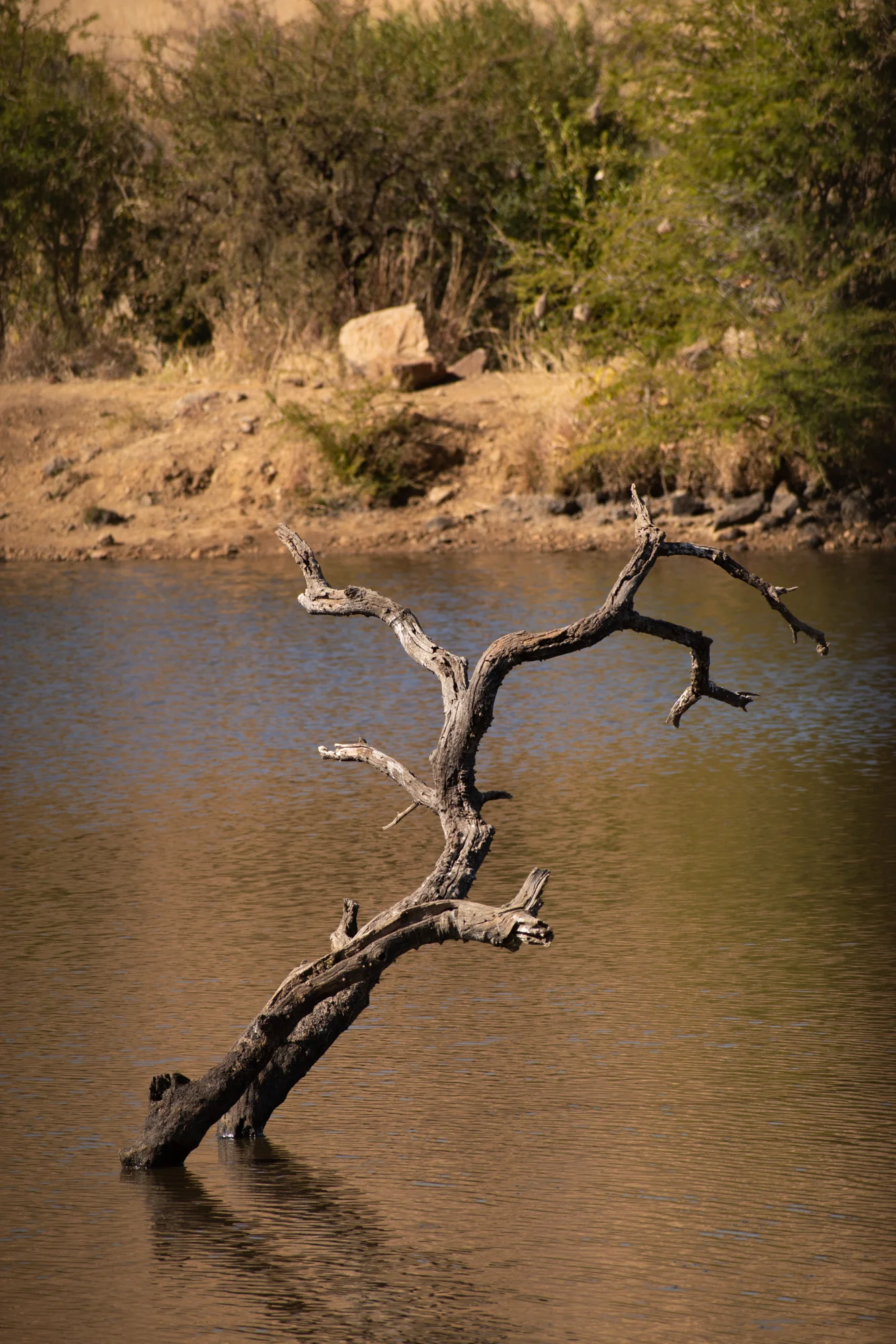 DSC_0604.jpg