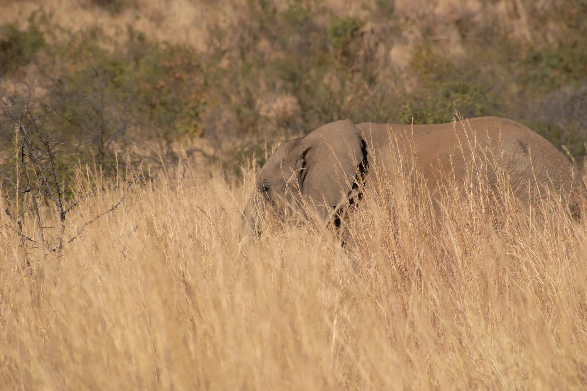 DSC_0635.jpg