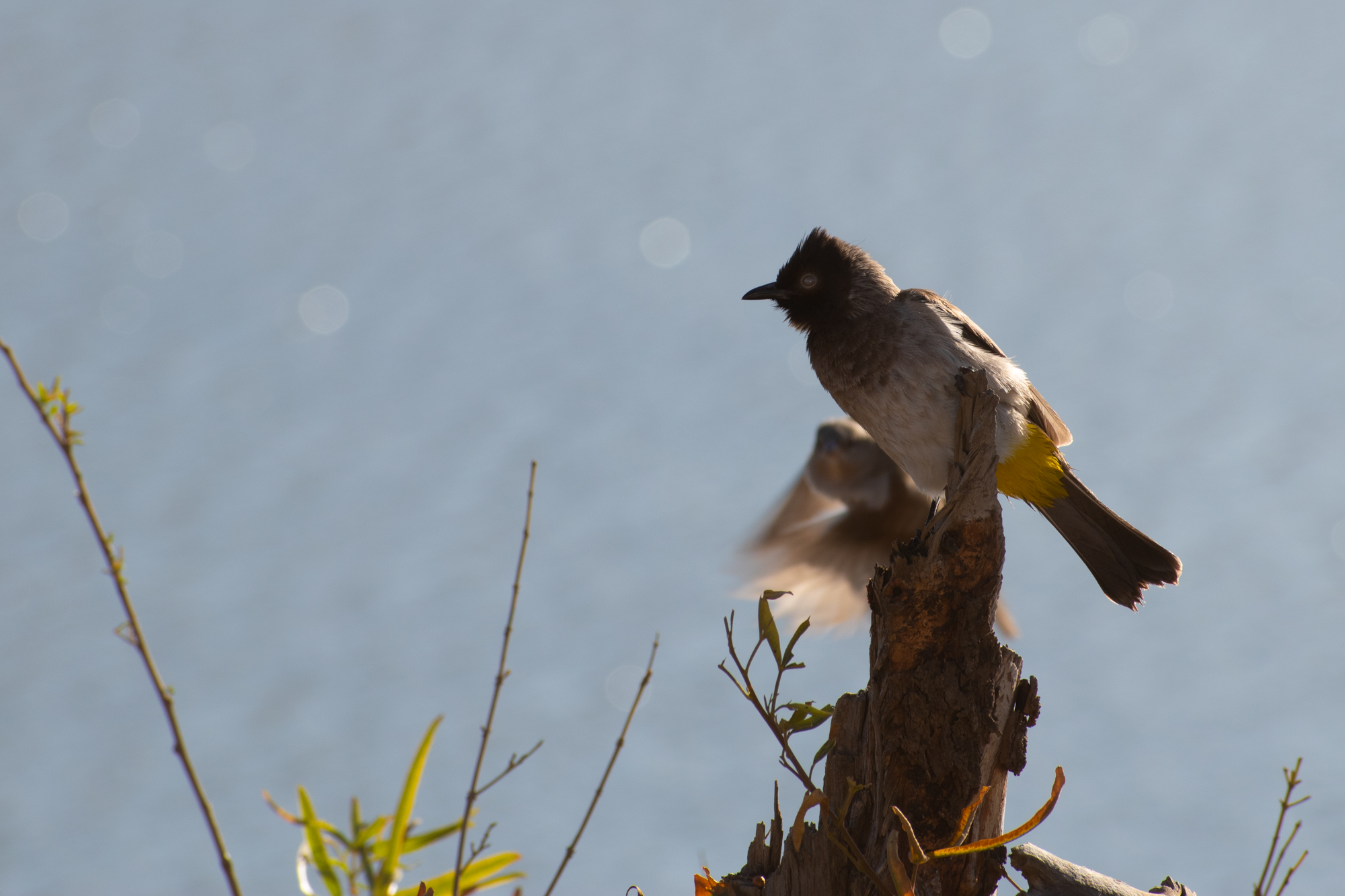 DSC_0656.jpg