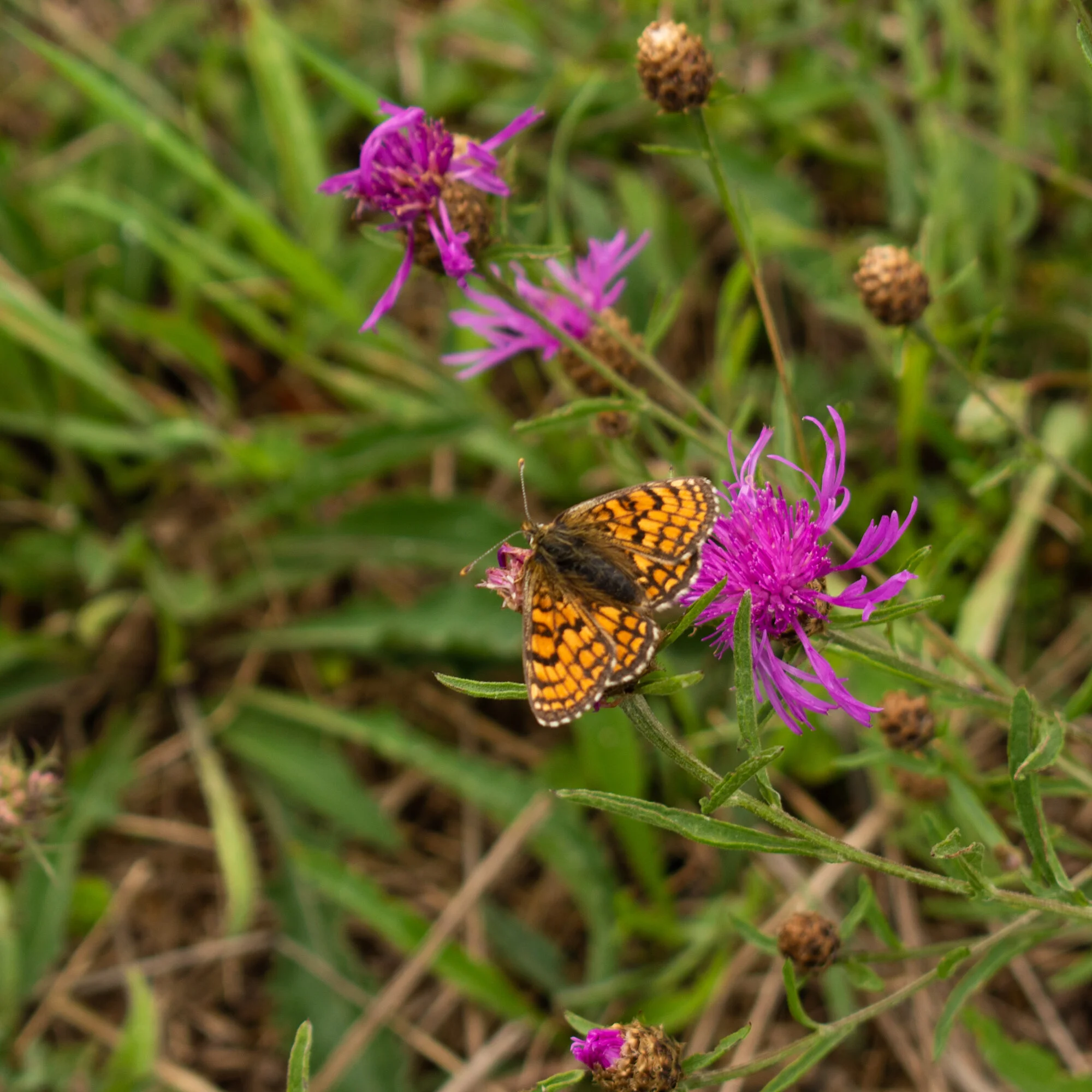 20190816-untitled shoot397.jpg