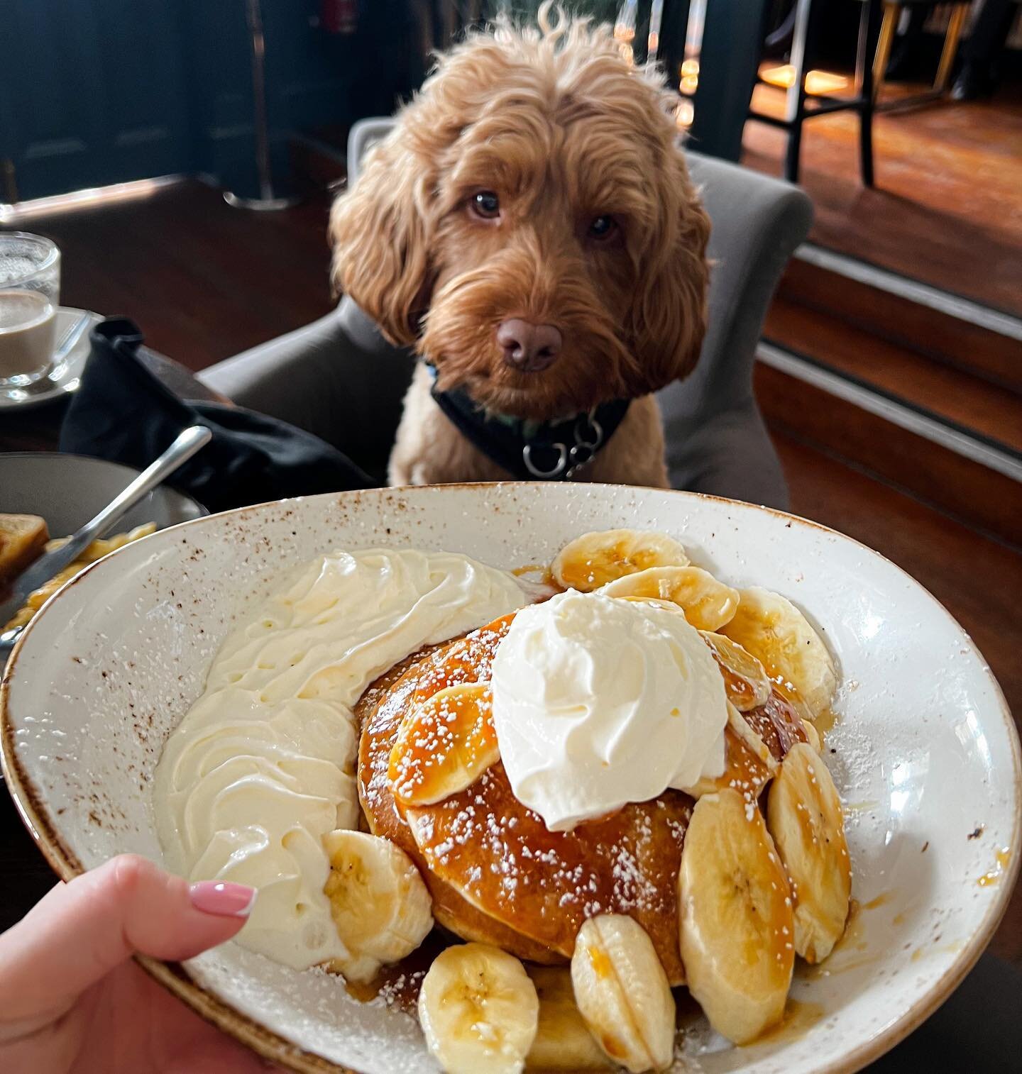 Life is better with pancakes 🥞 

Ft. Our lovely Otis😍