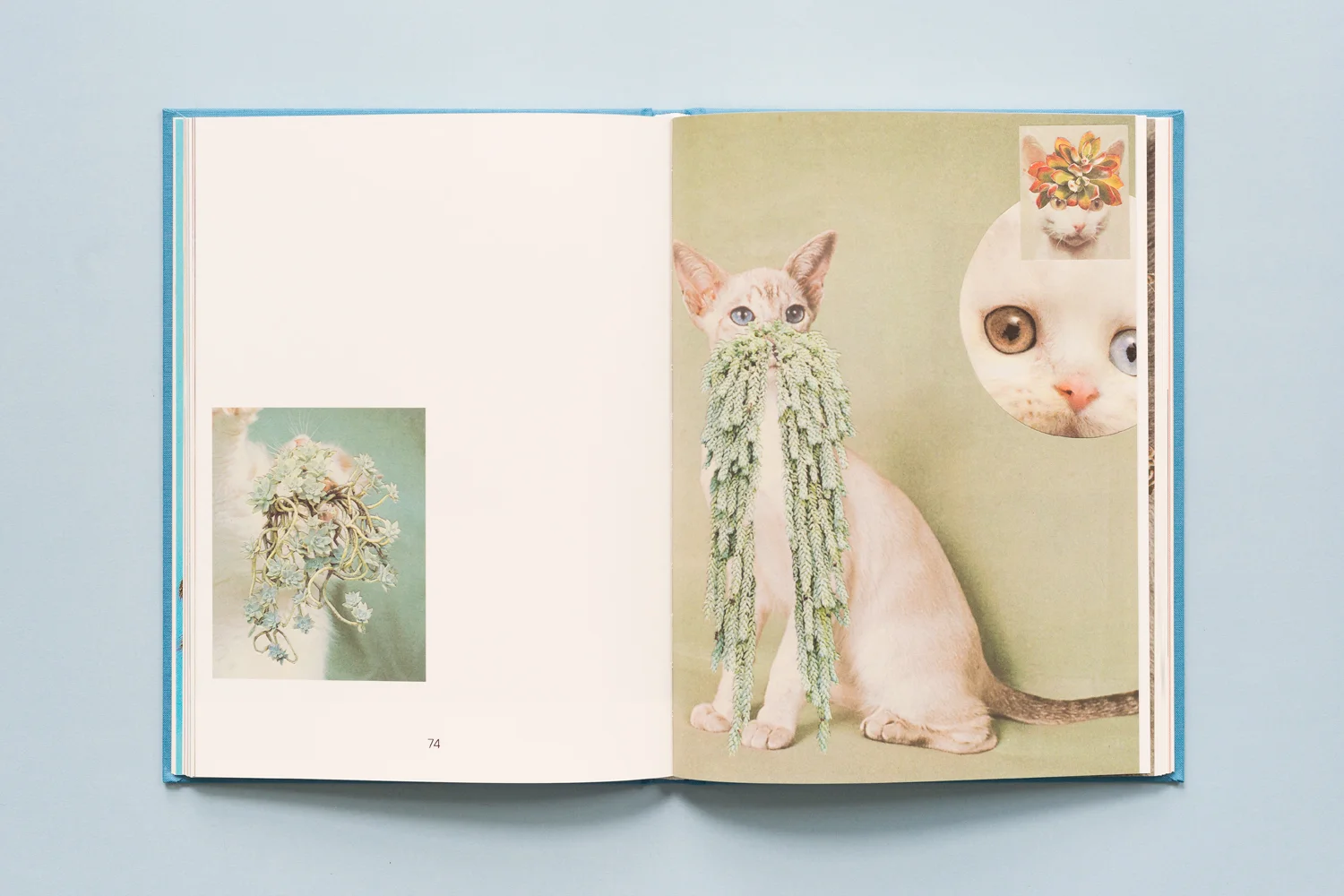 Cats & Plants