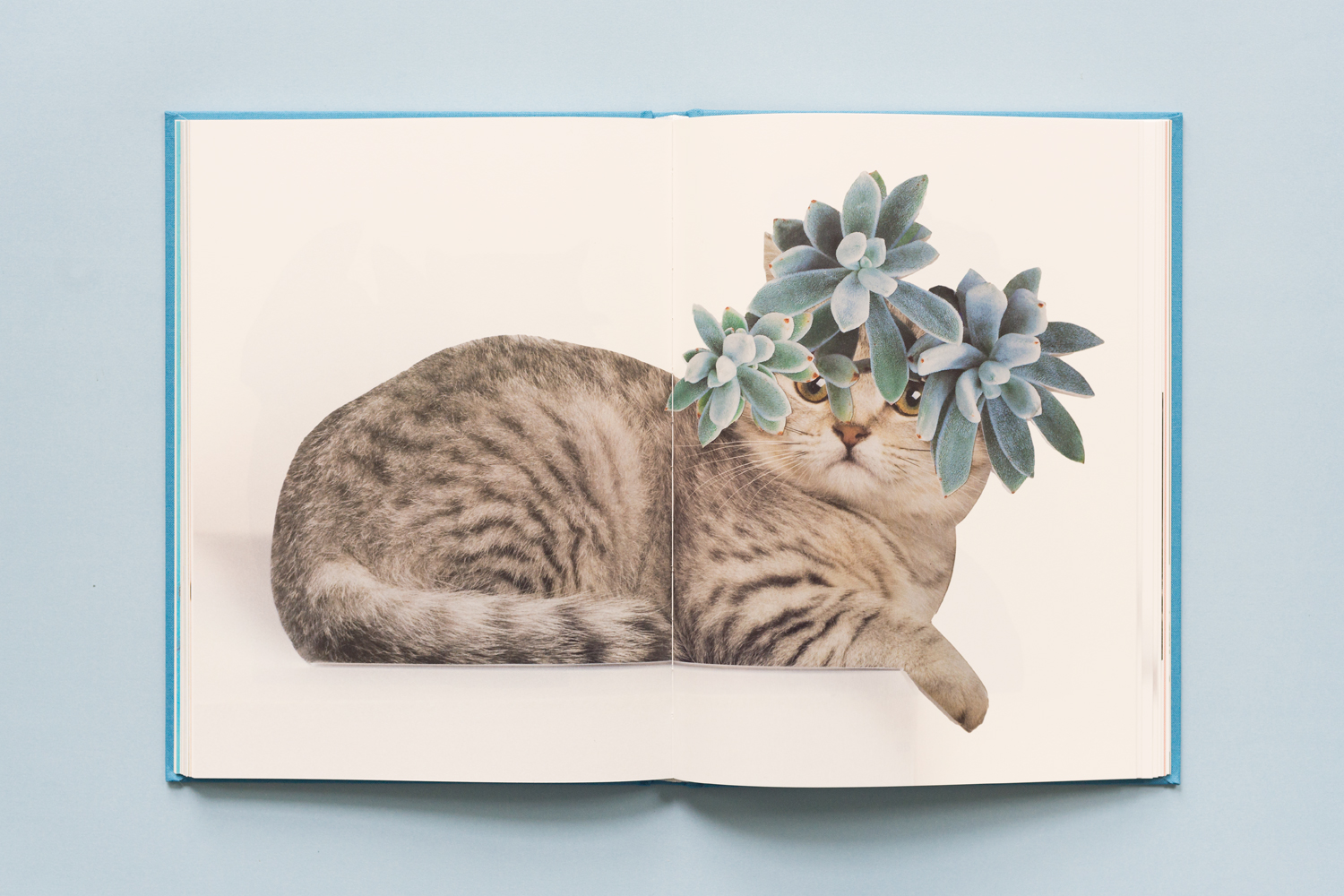 SE-Cats&PlantsBook-6.jpg