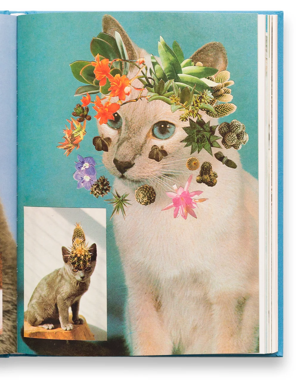 Cats and Plants Book — Cats & Plants