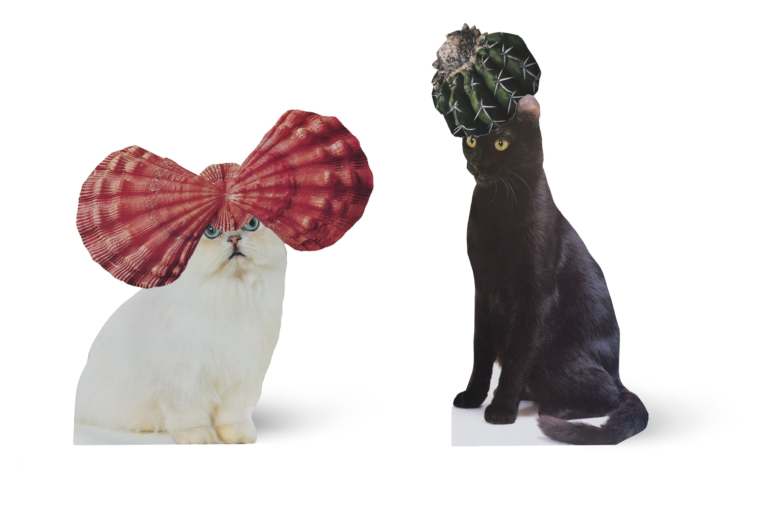 SE-Cats&PlantsStandup-1.jpg