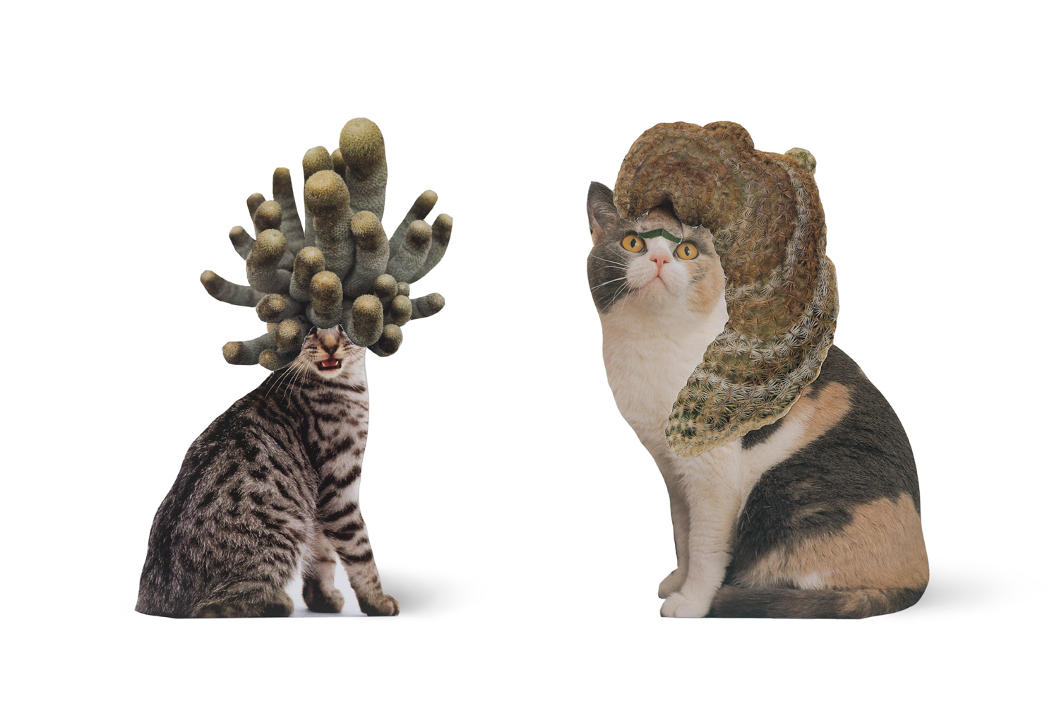 SE-Cats&PlantsStandup-3.jpg