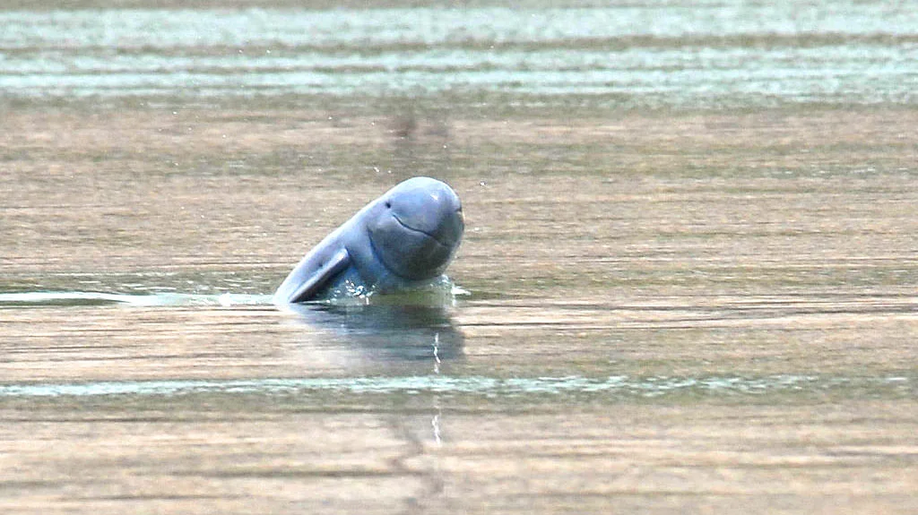 Dolphin--Kratie1.jpg