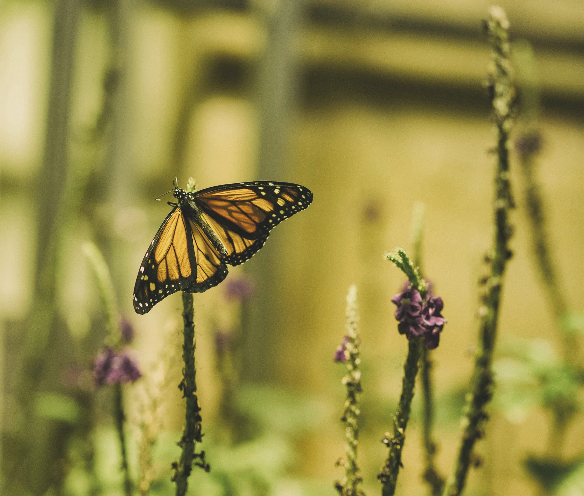 aaron-burden-83492-unsplash_small.jpg