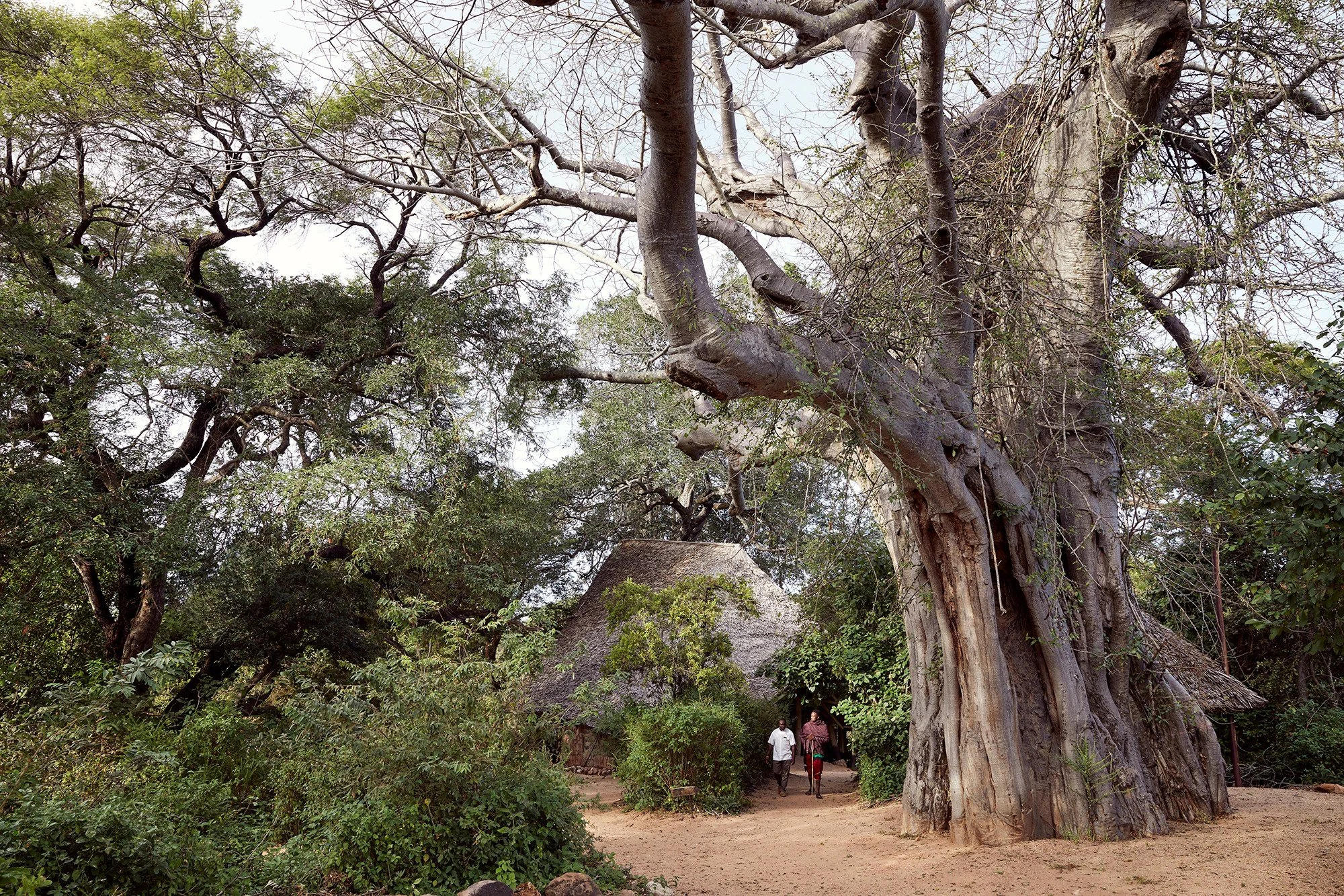 LABA Jongomero camp nestles by Tanzania's Ruaha River which flows all year round, creating a magnificent variety of landscapes of incomparable beauty with diverse wildlife species.

@labalabatravel
