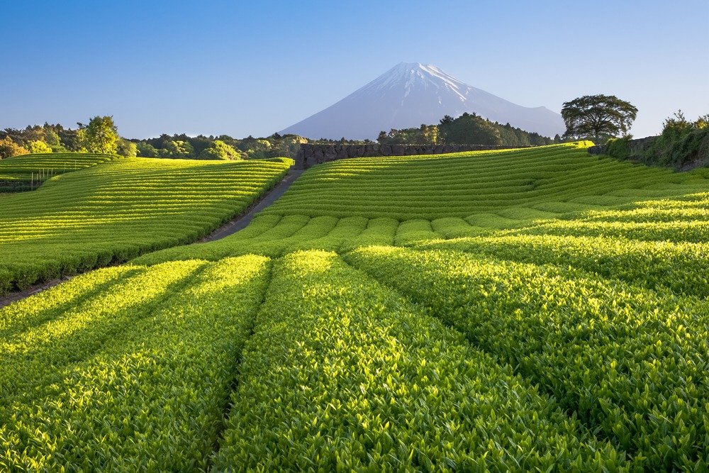 Immerse yourself in the art of Japanese tea with XPERISUS in Shizuoka, where rolling green tea fields and masterful traditions create a deeply authentic experience&mdash;an elegant journey into flavour, culture and mindful simplicity.

@xperisus_jpn