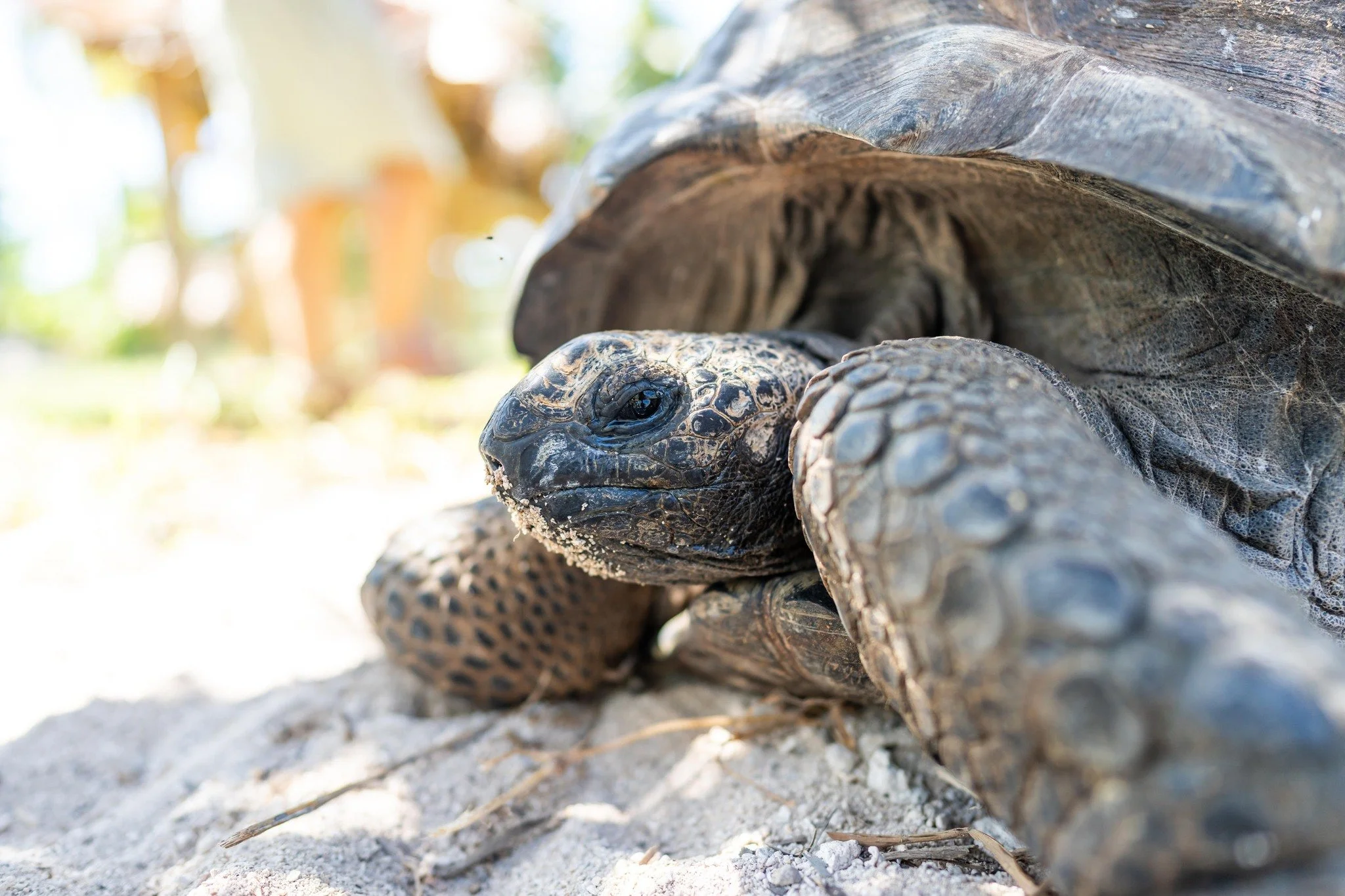 From luxury and adventure to meaningful wildlife encounters with the magnificent Aldabra giant tortoise, every moment at Waldorf Astoria Seychelles Platte Island is designed to inspire.

@waldorfastoriaplatteisland