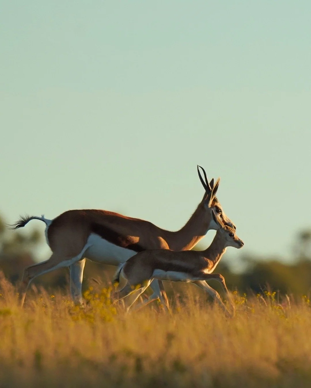 One of the greatest joys of a stay at Waldeck Lodge is encountering Namibia's remarkable wildlife in its natural habitat&mdash;including the elegant springbok.

@waldecknamibia 
Waldeck Namibia