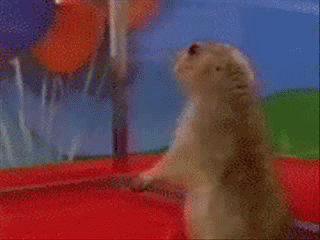 dramaticChipmunk.gif