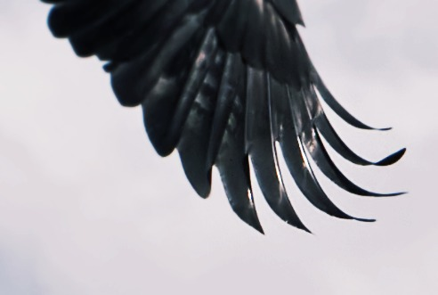Northwest+Avian+Resources.png
