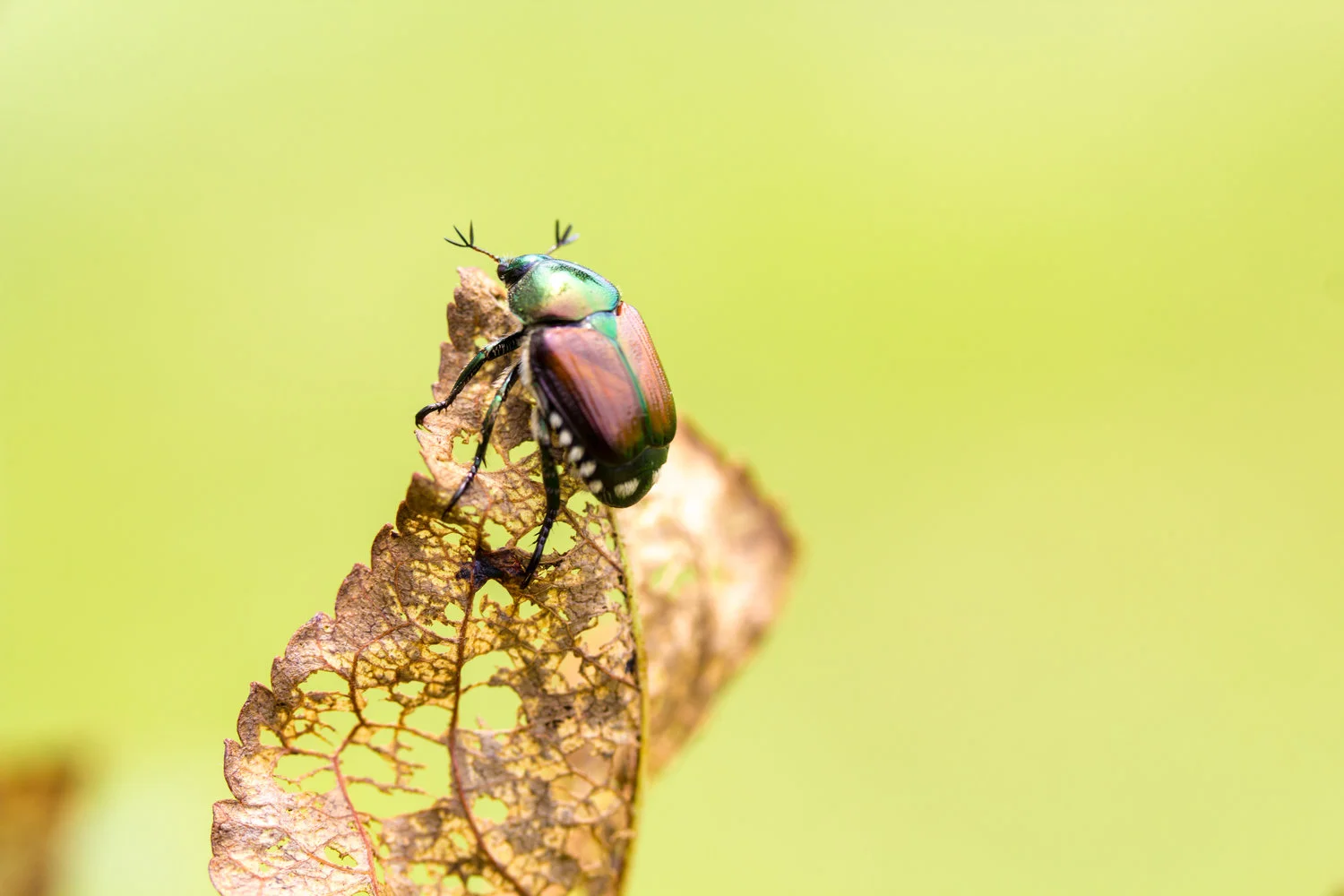 japanese beetle.jpeg