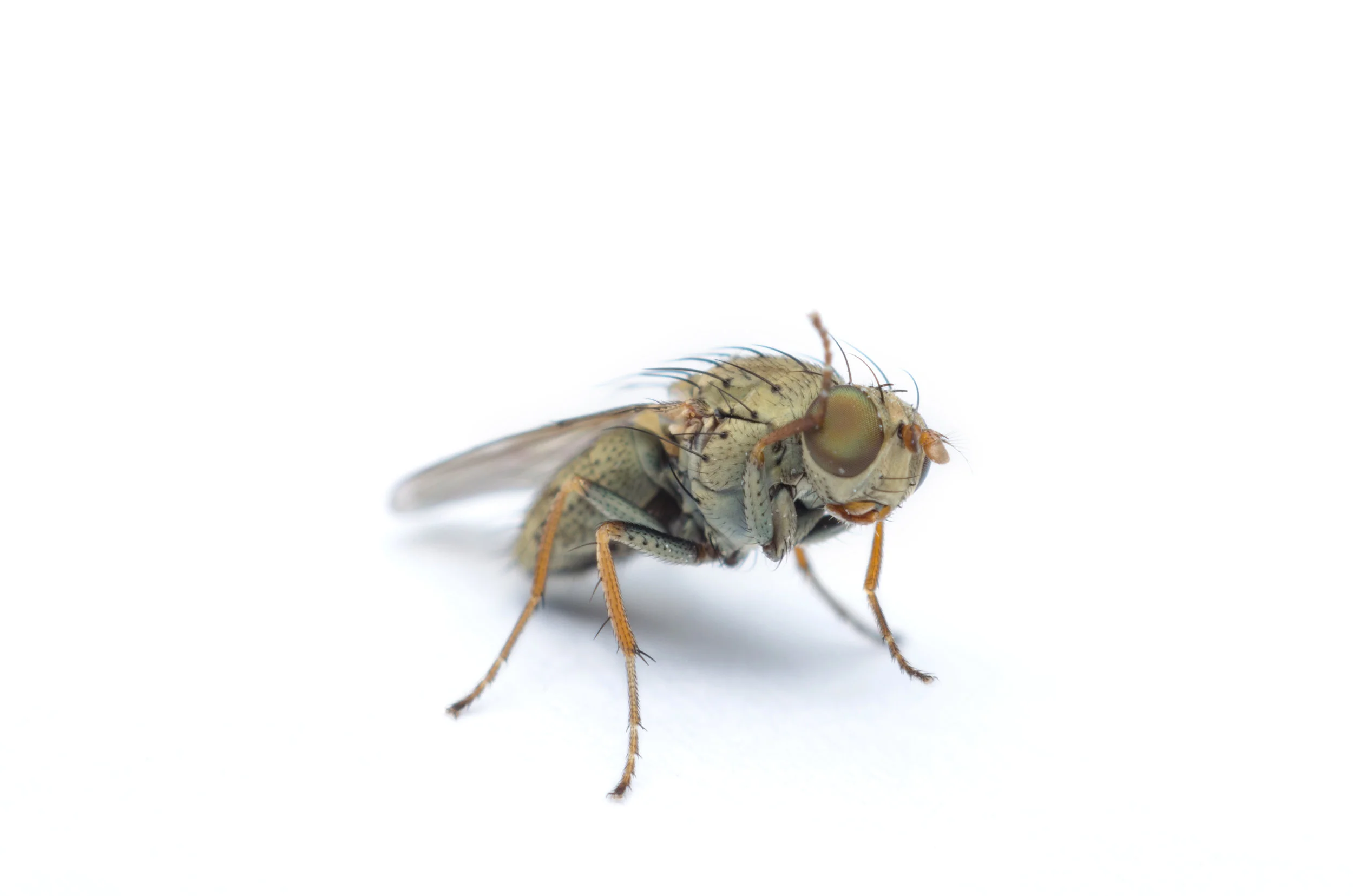 One example of the risk - only a couple millimeters in length and much smaller than your common house fly, certain fruit flies’ eggs and larvae can easily hide unseen inside fruits and vegetables.