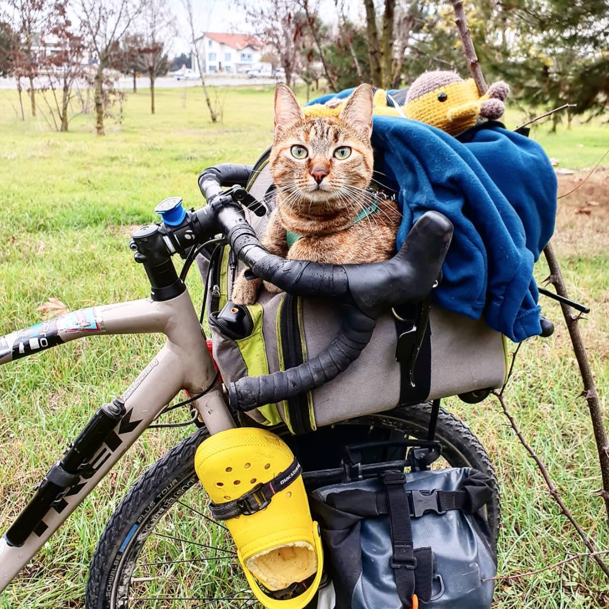 9 Animal Instagrams to Get You Through the Week — FlipperSplash