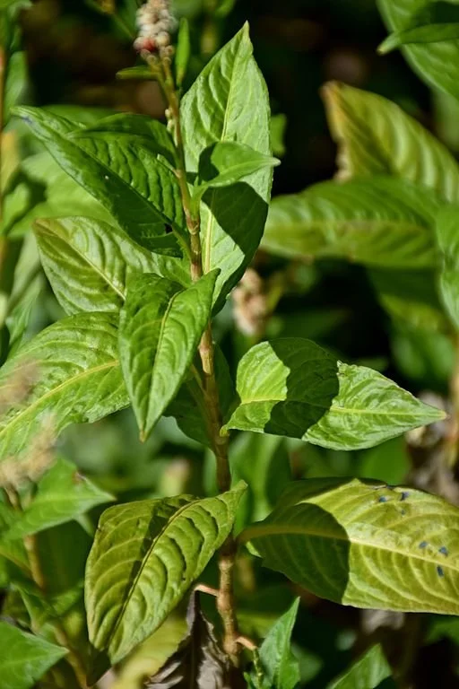 Persicaria_tinctoria_in_Jardin_des_Plantes_de_Toulouse_01.jpg