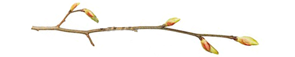 budding-twig.jpg