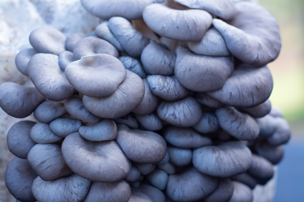 oyster.jpg