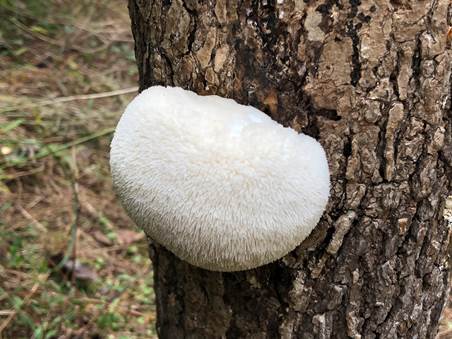 A grade A lions mane fruiting on a 2018 class participants log. Their log fruited after about 6 months of incubation. We would recommend harvesting a mushroom of this size and texture now or within the next 24 hours, unless you want to explore just how long the teeth can get. In that case, you can let it go longer but note that very long mature teeth (they can be over an inch long!) can co-relate to a mushroom that is more bitter in taste and has a very short shelflife (ie -go from harvest to pan if you can!)