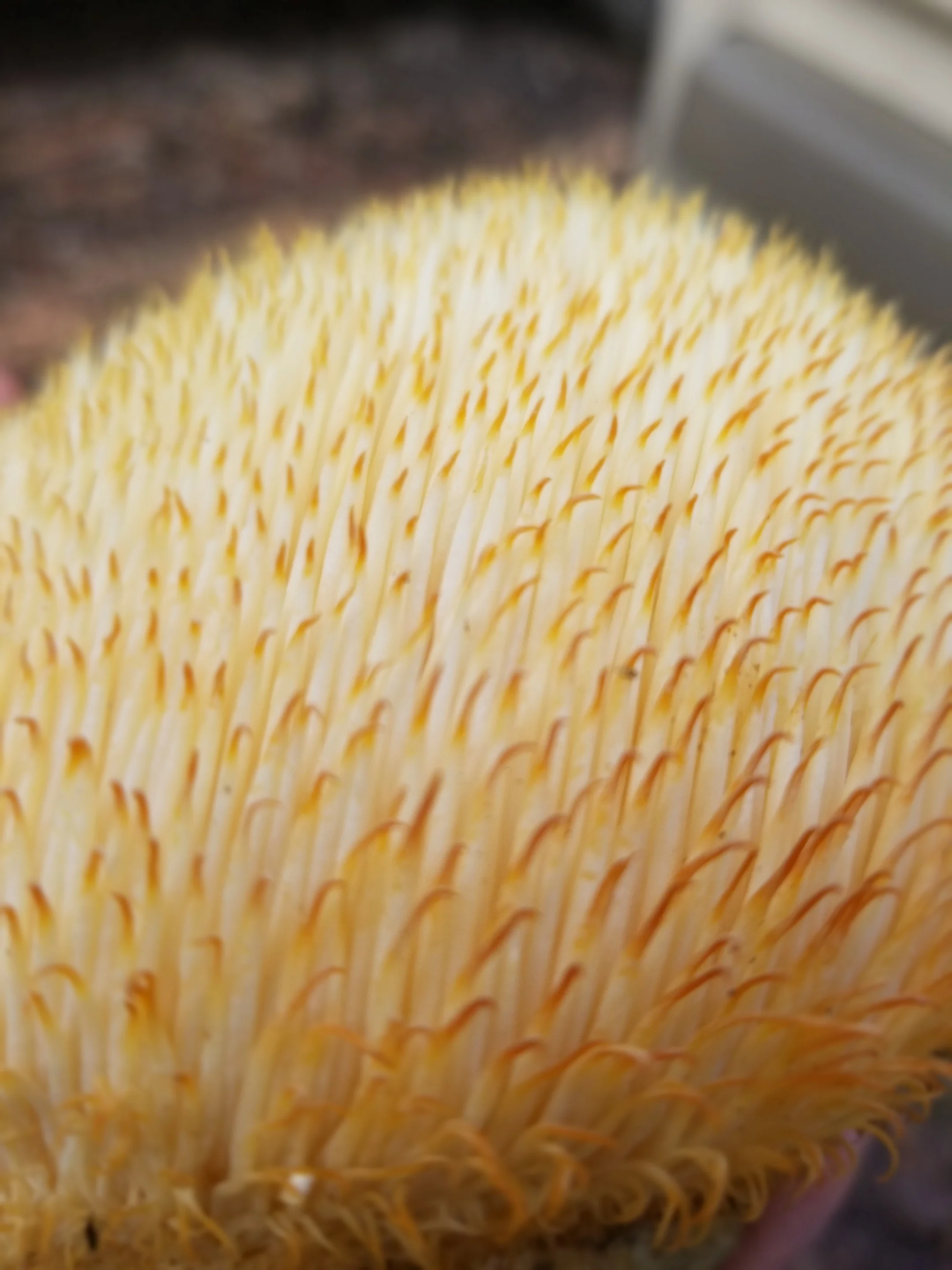 This is a closeup of a wild harvested lions mane found in Alamance County in 2019. The yellowing at the end of the “teeth” was likely caused by wind exposure and age, giving it a very short shelf life. We still ate it and it was delicious!