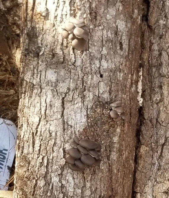 Look closely and you can see three clusters of tiny “pins” on this log.