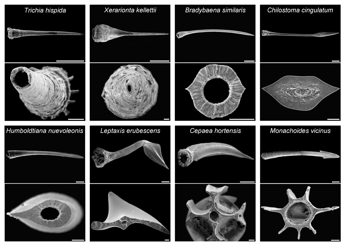 14. Microscope photographs of “love darts” in snails "Everything You Never Wanted to Know About Snail Sex." Deep Look, PBS Digital Studios. Published on Youtube, 14 March. 2017, https://www.youtube.com/watch?v=UOcLaI44TXA