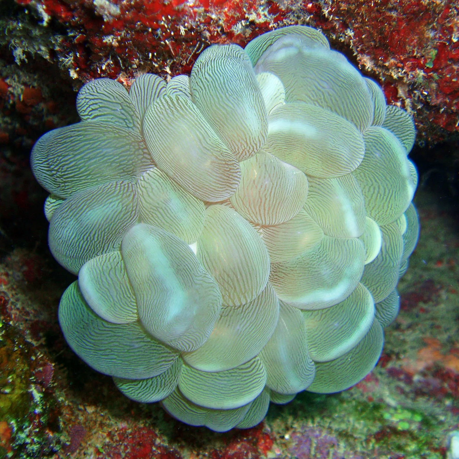 19. “Bubble Coral.” Real Monstrosities, 30 July 2013, www.realmonstrosities.com/2014/07/bubble-coral.html.