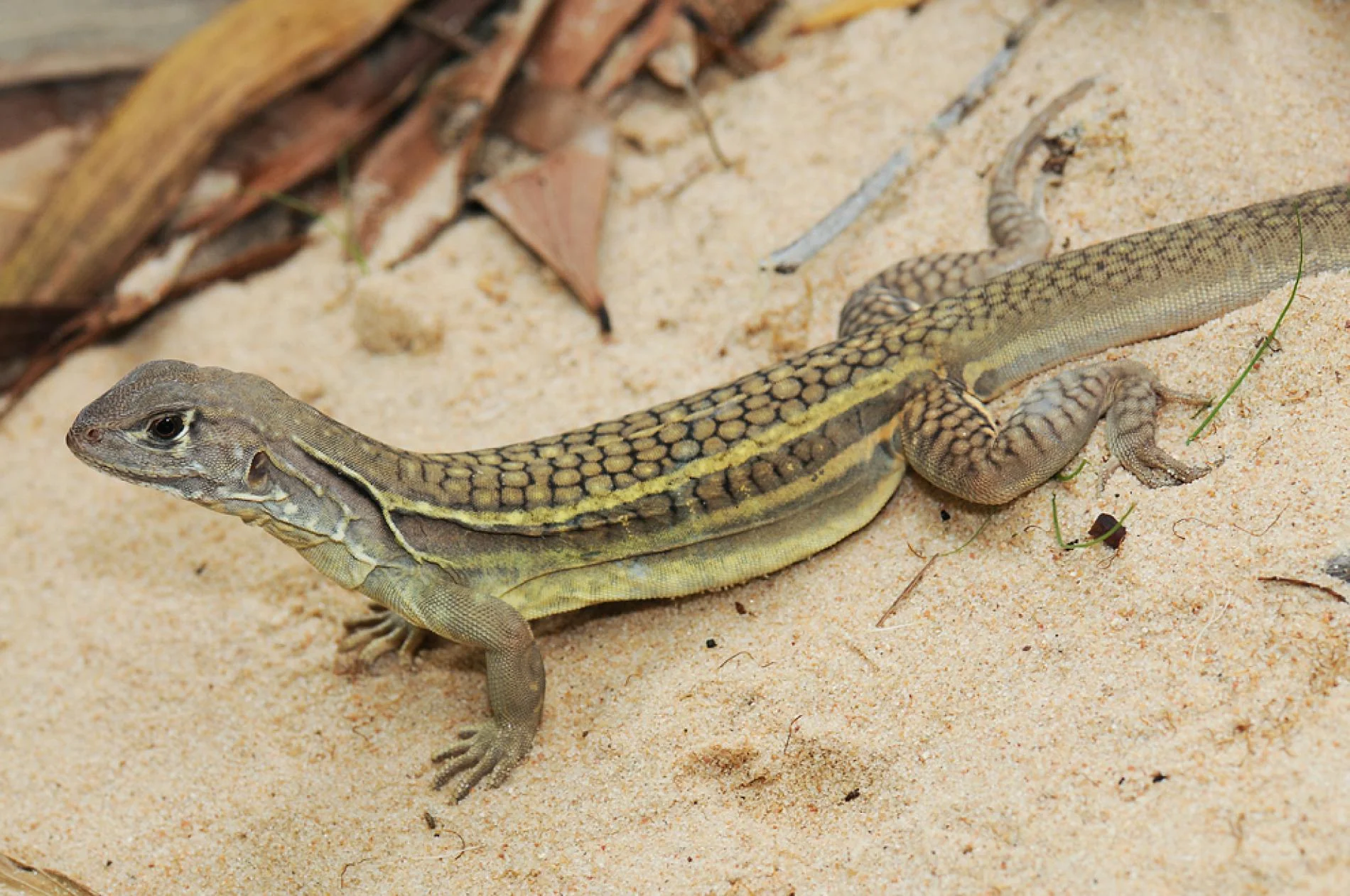 23. Handwerk, Brian. “New Self-Cloning Lizard Found in Vietnam Restaurant.” National Geographic, National Geographic Society, 10 Nov. 2010, news.nationalgeographic.com/news/ 2010/11/101108-new-lizard-virgin-birth-vietnam-science-animals/.
