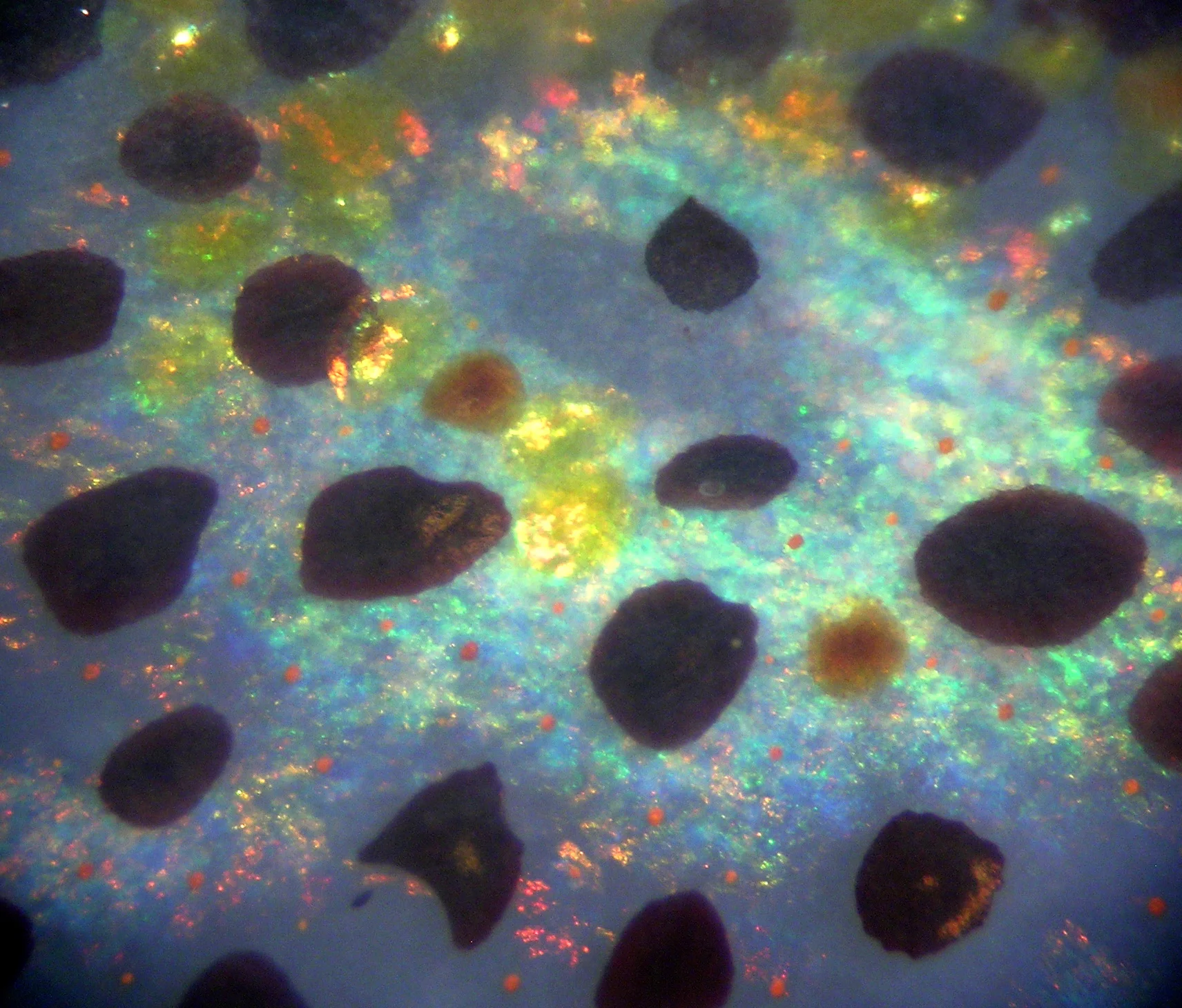 26. Mäthger, Lydia M, and Roger T Hanlon. “Anatomical Basis for Camouflaged Polarized Light Communication in Squid.” Biology Letters, vol. 2, no. 4, 2006, pp. 494–496., doi:10.1098/rsbl. 2006.0542.