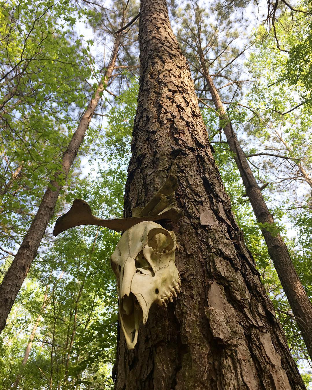 You never know what you’ll find in Serenbe’s preserved woods, but we can guarantee plenty of interesting things to draw!