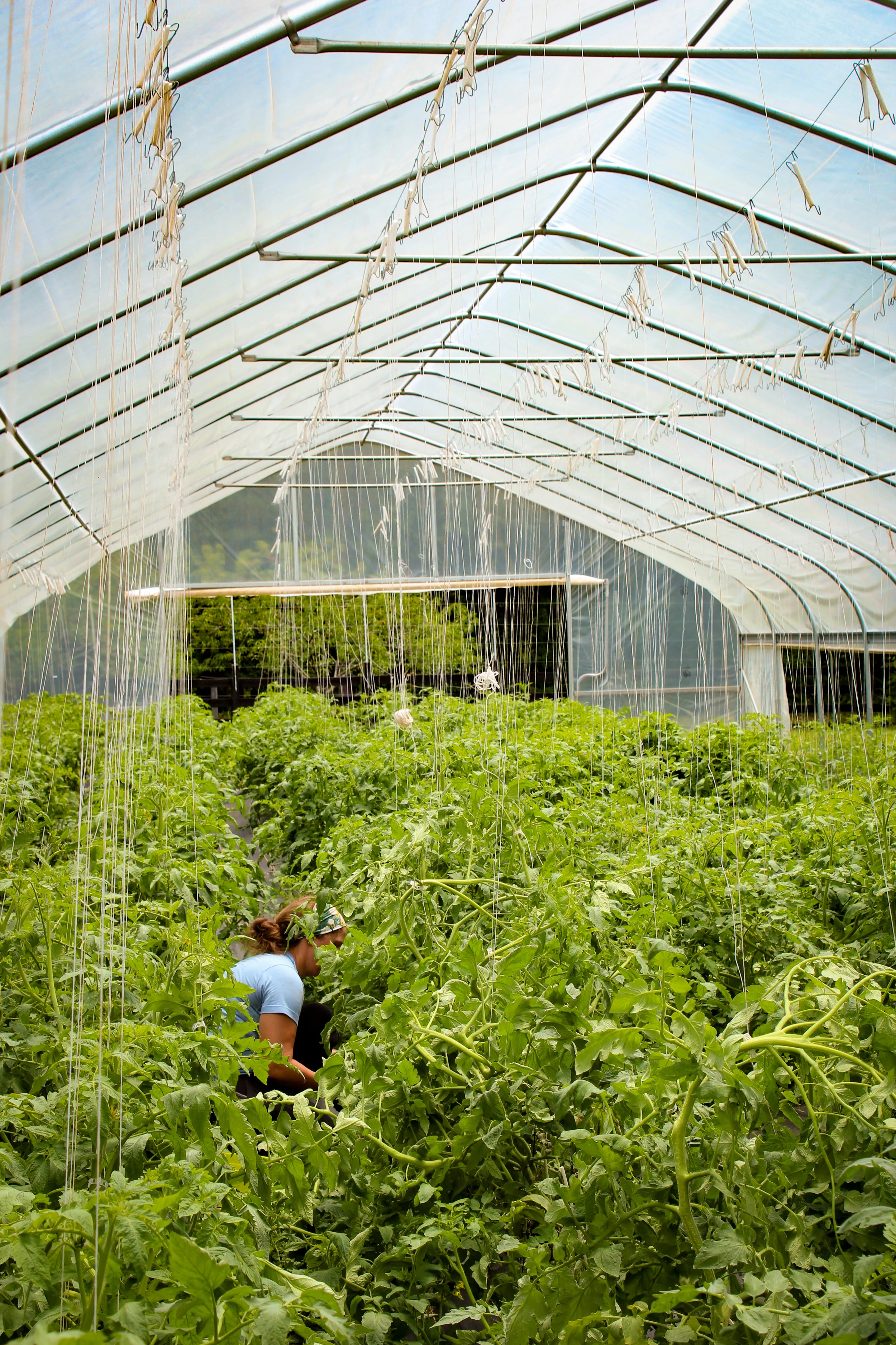 Apprentice Vicki working inside the greenhouse.