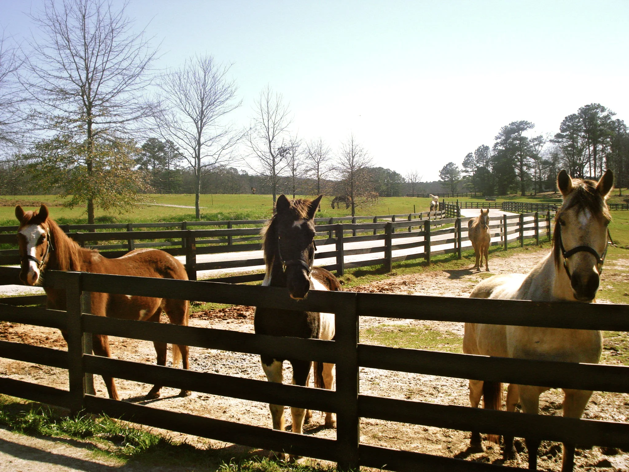 Horses.jpg