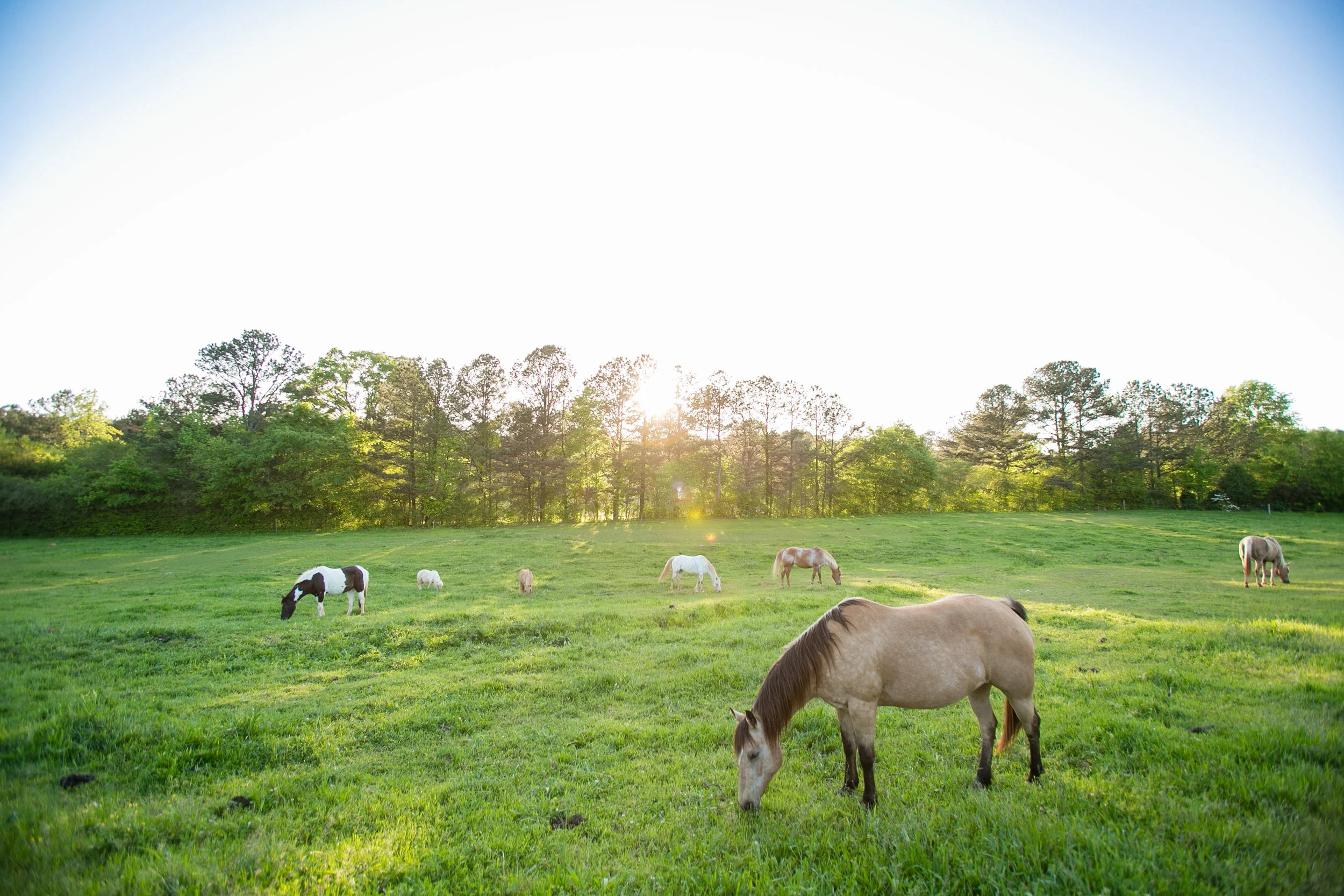 horses grazing pasture.jpg