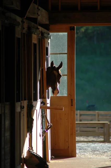 A horse sleepover? Look at these excited faces!