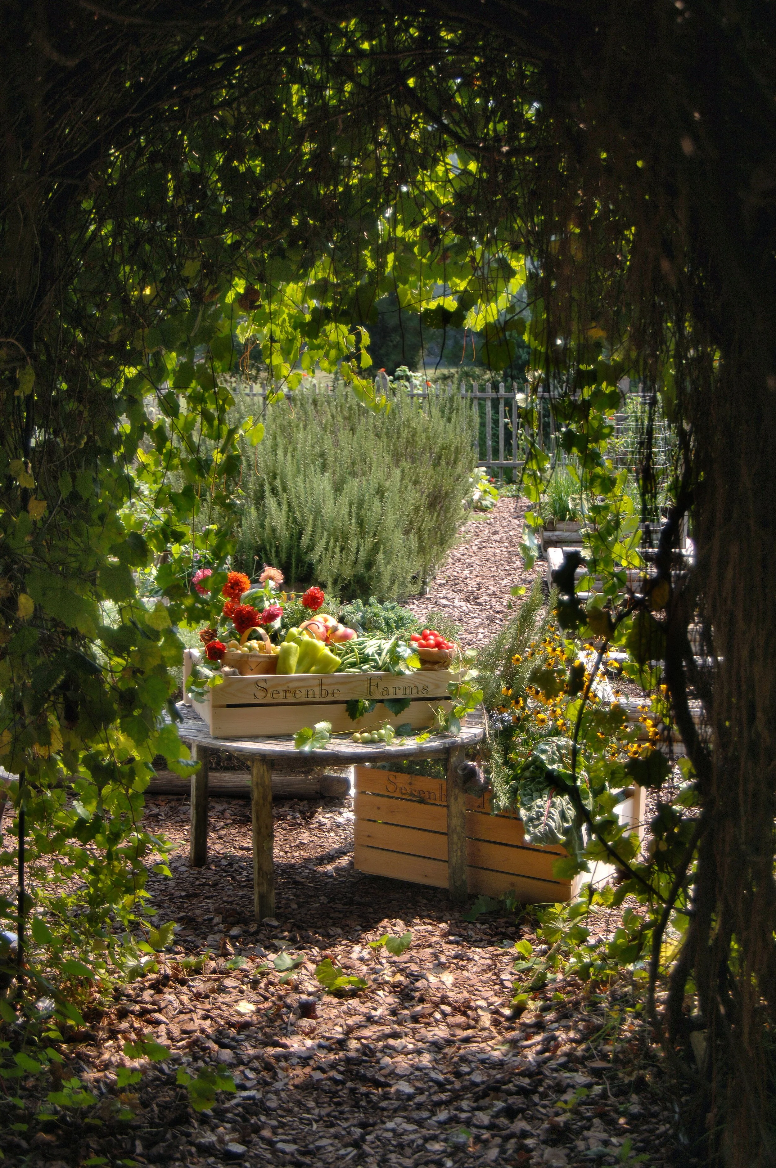 herb garden.jpg