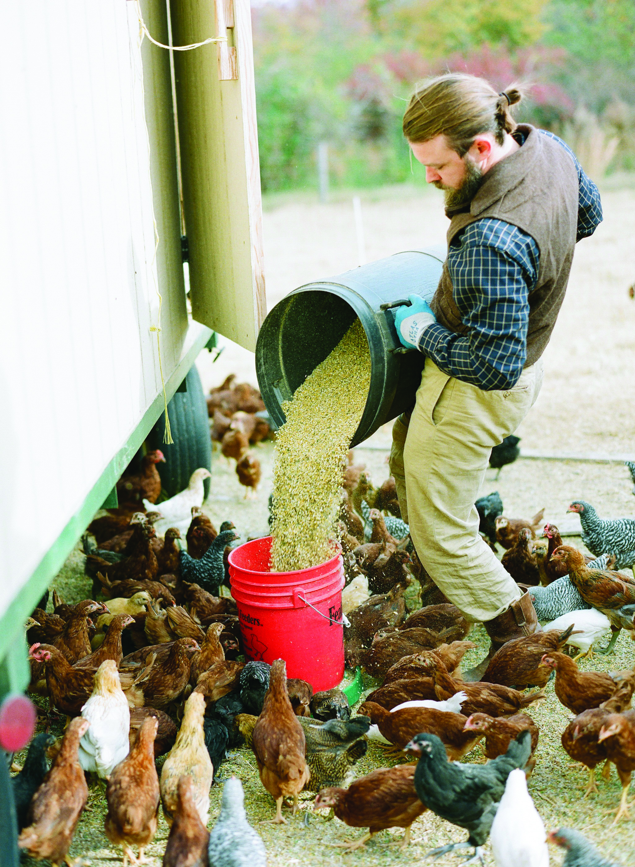 Ross Williams feeding chickens at Many Fold Farm. Ali Harper Photography .