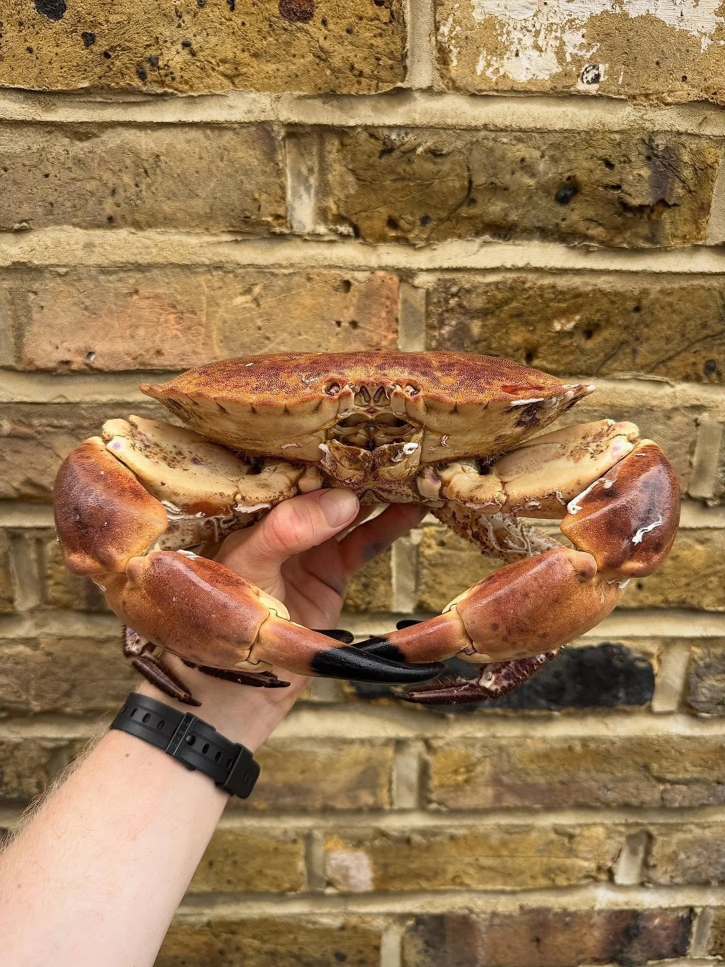 Produce highlight of the week!
Cornish cock crabs are a true taste of the sea, freshly caught off the rugged Cornish coast where cold, clean waters produce exceptional shellfish. Renowned for their rich, sweet meat and deep flavour, these native cra