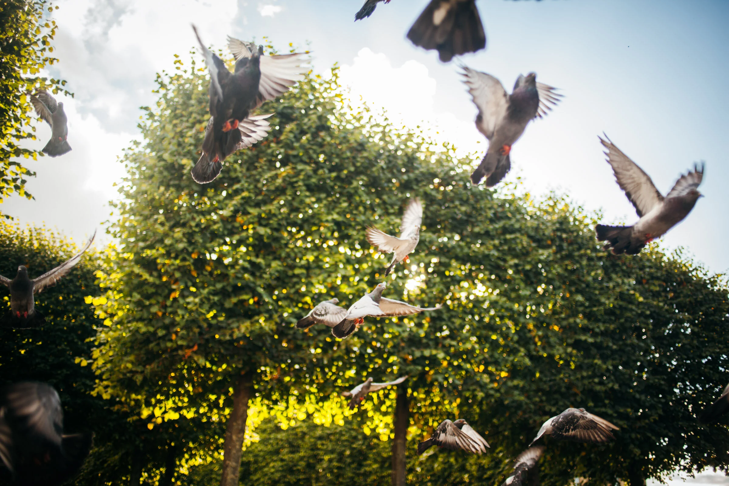 Birds Near The Louvre, Paris
