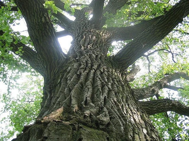 The Tree that Reached Sky