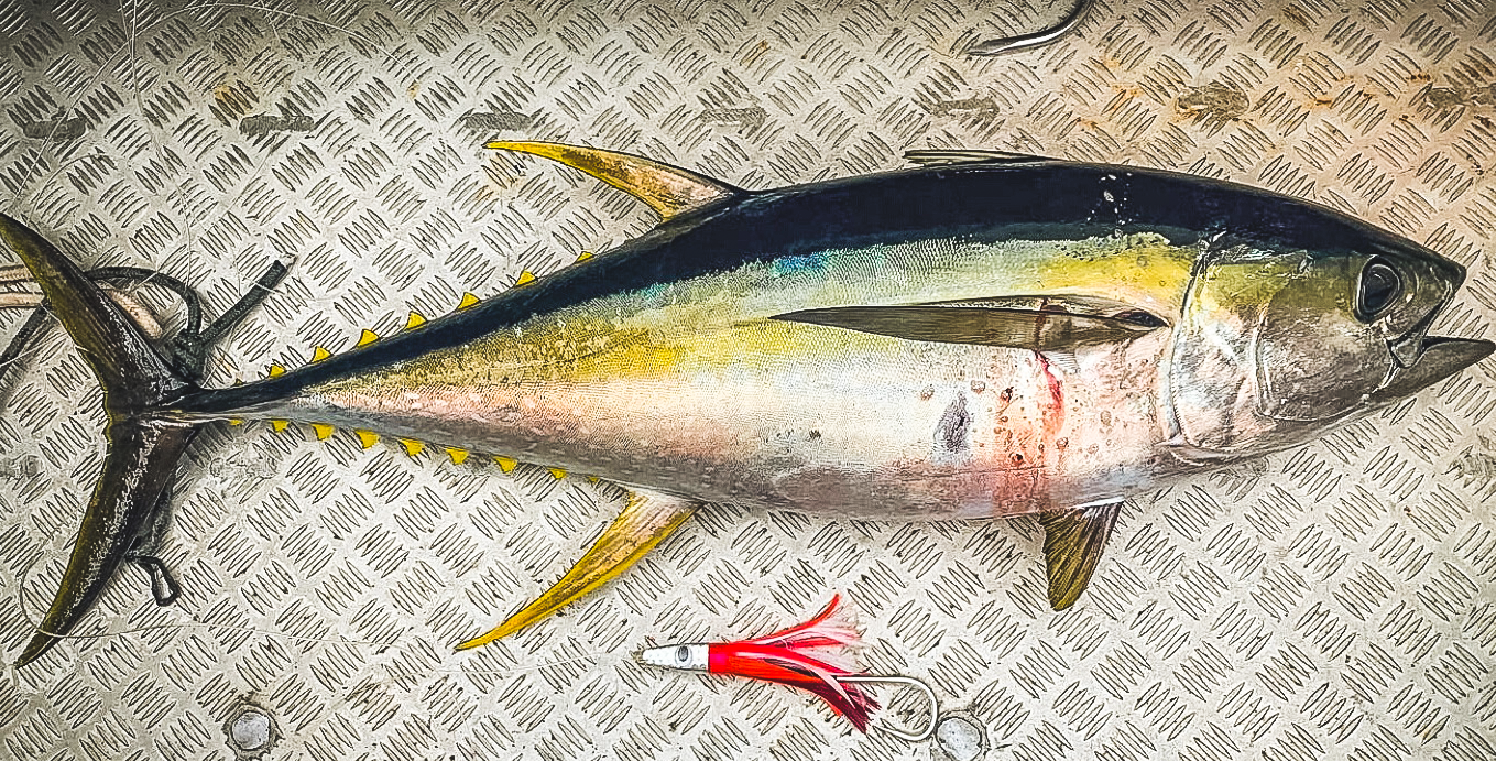 Trolling for Yellowfin Tuna: How to Rig For Reliable Hook Sets